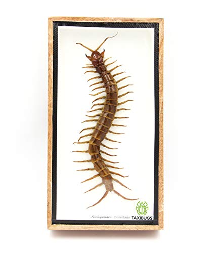 Real Centipede Millipede Scolopendra MORSITANS Taxidermy Insect in 3D Wooden Frame (White Background, Wooden Box)
