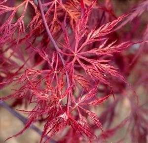 Miniatura 3 de Dragón Rojo Llanto Arce Japonés Acer palmatum Dragón Rojo 4 - Planta Viva Año