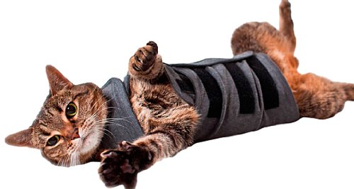cat calming jacket