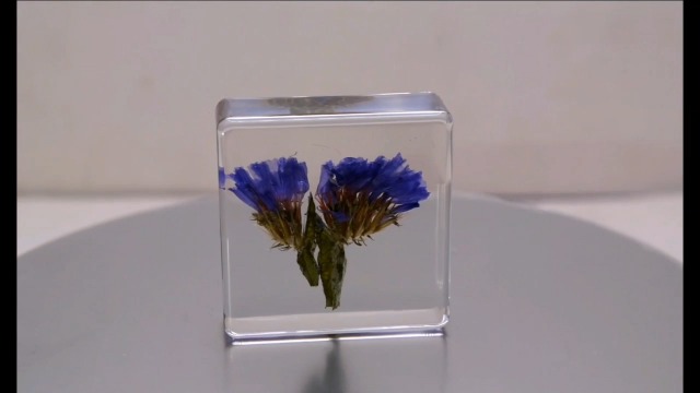 Image of 38mm Real Purple Lavender Flower in Crystal Clear Lucite Resin Specimen Botanist Herb Herbarium Lavandula Collection for Botany Science Education & Desk Ornament Display Small Paperweight