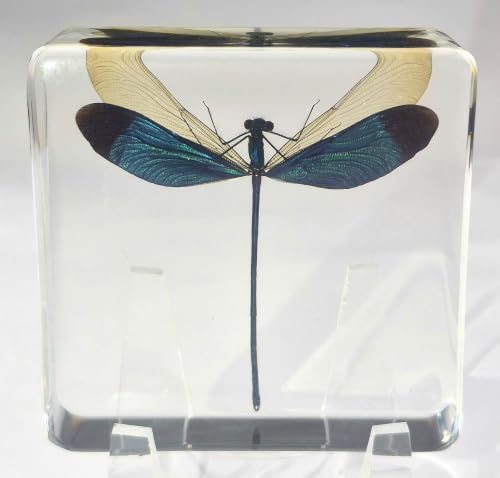 Image of 2.9 inch Real Blue Green Metalwing Damselfly in Crystal Clear Lucite Resin Paperweight Specimen Preserved Neurobasis Kaupi Insect Taxidermy Collection for Biology Science Education & Desk Ornament Display