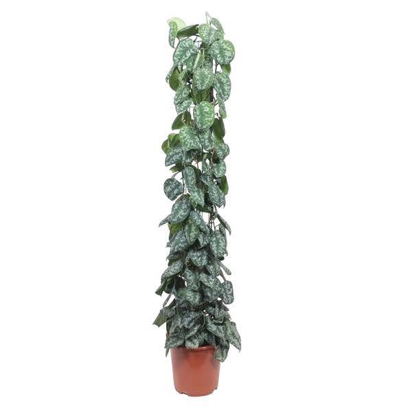 Scindapsus Pictus Trebie Support en maille 160 cm Ø 27 cm