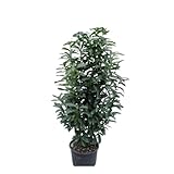 Vivaio Garden Forest, Lauroceraso Caucasica (Prunus laurocerasus) - 50 piante di arbusto sempreverde per siepi, Foglie grandi verde lucido, Fiori bianchi aprile-maggio, 4-6 m