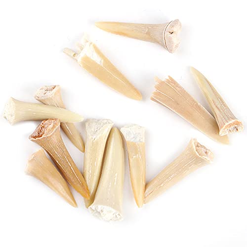 ANCLLO 5 Stück natürliche fossile Haifischzahn-Exemplare Natursteine für Bildung, Heimdekoration, Zähne, Fossilien, Kindergeschenk