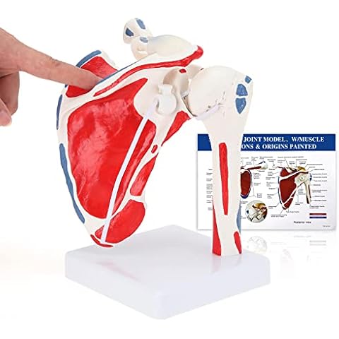LYOU Human Shoulder Joint Model, Muscled Shoulder Model, Life Size Flexible Anatomically Accurate Shoulder Skeleton Model with Muscles Model, Muscle Origin & Insertions Painted Cover