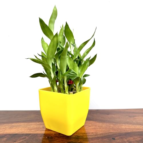 Image of Two layer lucky bamboo | For Living Room or Office table | indoor plants for good luck and air purification (Bamboo Plastic Yellow Pot)