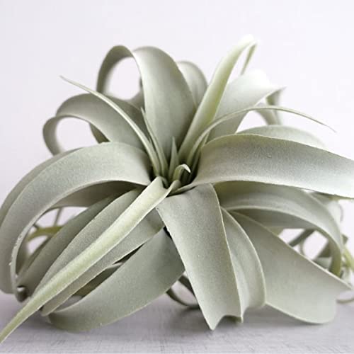 Amazon|観葉植物 キセログラフィカ 造花 フェイクグリーン M エア Amazon|観葉植物 キセログラフィカ 造花 フェイクグリーン M エア