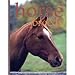 The Handbook of Horse Breeds