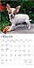 Chihuahua Puppies | 2026 7 x 14 Inch (Hanging) Monthly Mini Wall Calendar | BrownTrout | Animals Small Dog Breeds Puppy