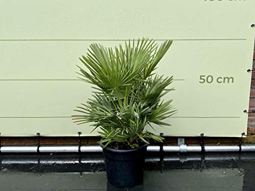 Palmier nain - 70/90 cm - Résistant à l'hiver - Chamaerops humilis Cover