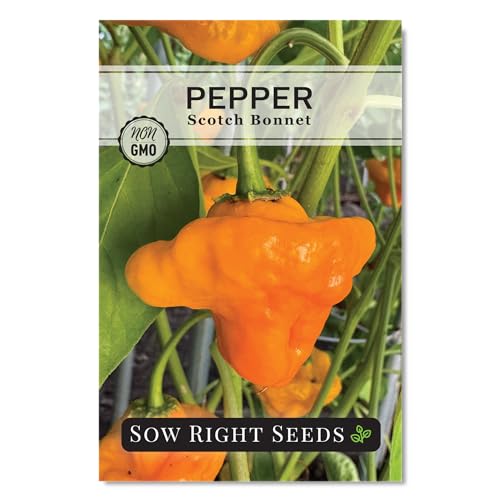 Sow Right Seeds - Scotch Bonnet Pepper Seeds for Planting - Hot Non-GMO Heirloom Pepper Variety - Ideal Chili Pepper Seeds for Spicy Harvest - High Scoville Rating - Ideal for Jamaican Cooking (1)