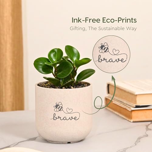 Image of Eha Earth-Friendly Printed Small Terrapod Planters with Tray for Home Decor | 3.5 Inch, Pack of 3 | Plant Gifts Made with Rice Husk Biocomposite | Flower Pot for Living Room| Sand Castle