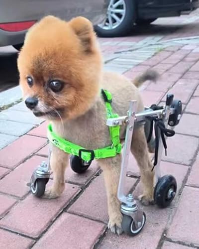 Fauteuil roulant pour chien et chat chariot de soutien pour une nouvelle vie active