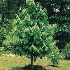 Paw Paw Trees, Bareroot, 3 to 6 inches Tall, Set of 2
