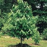 Paw Paw Trees, Bareroot, 1-2 Ft Tall, Set of 2