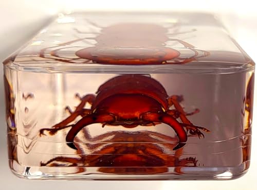 Image of 2.9 inch Real Golden Dorcus Titanus Platymelus Stag Beetle in Crystal Clear Lucite Resin Specimen Preserved Insect Taxidermy Collection for Biology Science Education & Desk Ornament Display Supplies
