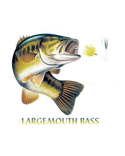 Express Yourself Largemouth Bass Combo Crew Neck Sweatshirt - MENS SIZING2