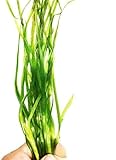 Planterest - Jungle Vallisneria Spiralis Potted Live Aquarium Plant Decorations BUY2GET1FREE