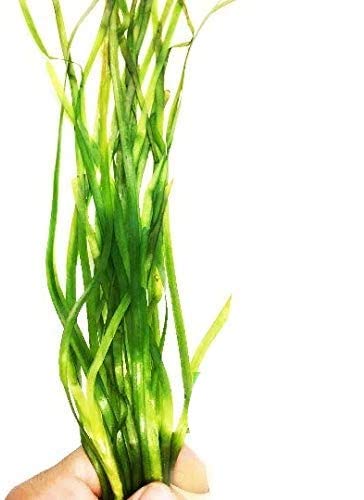 Planterest - Jungle Vallisneria Spiralis Potted Live Aquarium Plant Decorations