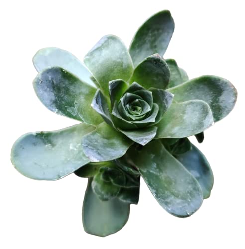 USKC Rare Live Succulent Cactus Plants (2" Pot Greenovia Aurea)