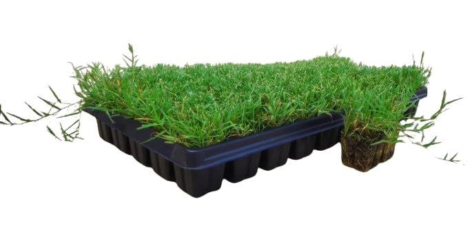TENDER LEAVES Doob Grass Plant Indian Durva/Doob Grass, Cynodon dactylon | 1 Live Healthy Natural Plants used for Puja and Plantation(50 Grass Strings In Grow Bag.) (B0CYPK9FKK) Amazon Price History, Amazon Price Tracker