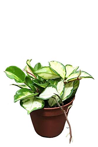Tricolor Hoya Starter Houseplant