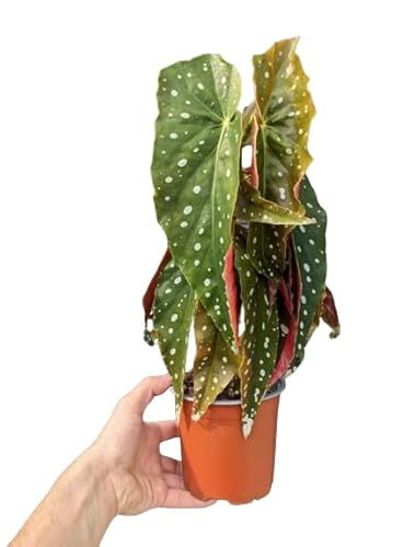 Begonia Maculata Planta Natural Resistente y Tropical
