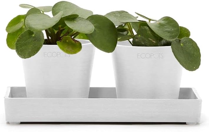 ECOPOTS Amsterdam 4IN Premium Sustainable Planter x2 (w/Display Platter)