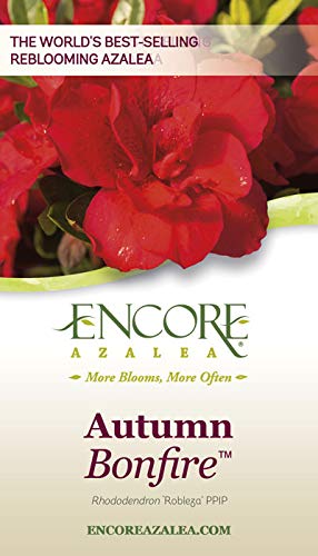 Encore Azalea Autumn Bonfire (1 Gallon) Red Flowering Shrub - Full Sun Live Outdoor Plant - Azalea Shrub - Rhododendron #TOP4