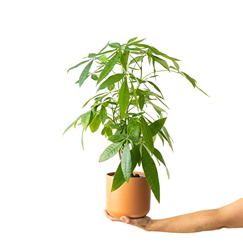 Planta de interior - Planta para la casa o la oficina - Pachira Aquatica- Planta de hoja acorazonada - 70cms de alto Cover