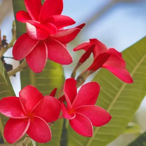 Image of Live Red Champa Plumeria Rubra Live Flowering Plant with Pot | Frangipani Plant Live | Lal Champa Ornamental Tree for Home Garden Balcony Terrace Outdoor