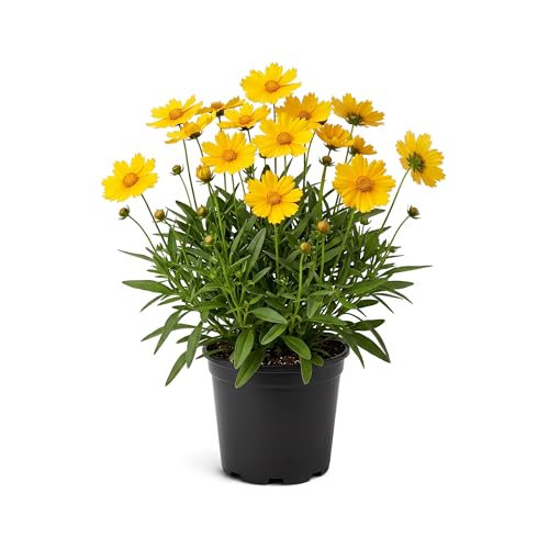 Live Coreopsis - Yellow, Live Flowering Perennial, Beautiful Spring and Summer Blooms, 12' Tall by 6' Wide in 2 Qt Pot