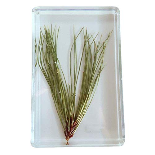 FHUILI Masson Pine Campione vegetale Campioni - Centri di risorse vegetali Campioni creativi Crafts - Resina Trasparente Embedded Campione - for Plant Anatomy Strumento didattico