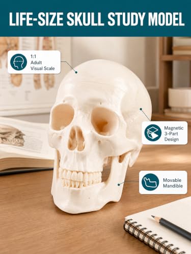 Image of Human Skull Model for Anatomy, Life-Size Anatomically Correct Skull with Magnetic Assembly, 3-Part Detachable Realistic Skull for Medical Students, Artists, Classroom Teaching Display