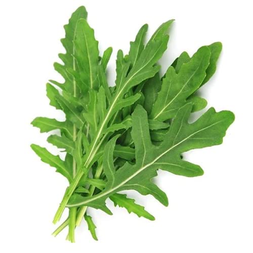 Green Gallery Eruca Sativa Arugula Fresh Herb Seeds for Home and Kitchen Outdoor Gardening Planting Farming (Pack of 100+ Seeds)