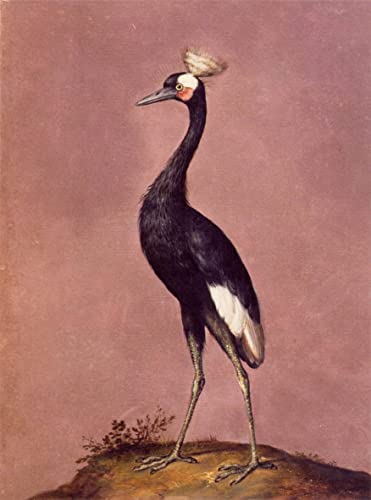 Affiches et gravures oiseaux Giuseppe Arcimboldo poster grand format deco murale chambre