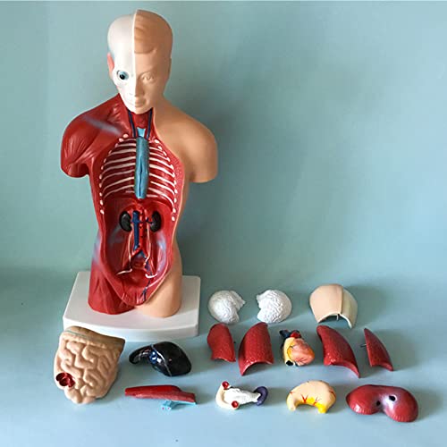 Modèle anatomique de torse masculin 28 cm avec 15 pièces amovibles pour l'étude