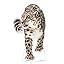 Snow Leopard