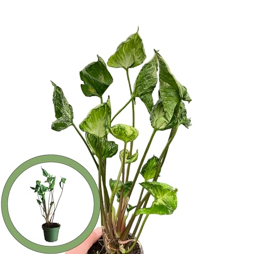 Syngonium Arrowhead Plant 4” Pot