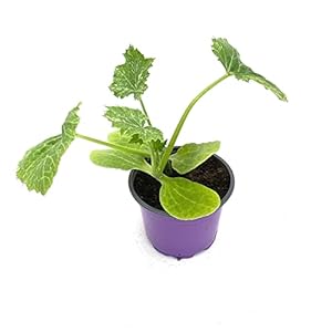 Florapartner Hokkaido Kürbis Pflanze 'Uchiki Kuri' 3er-Set