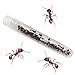 Insect Lore Ant Mountain | with 25 Live Western Harvester Ants