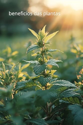 Cultivar plantas na laje: aproveite o espaço urbano