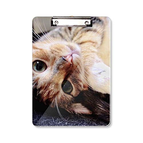 Presse-papiers A4 Kitty Cat cadeau idéal pour collègue passionné
