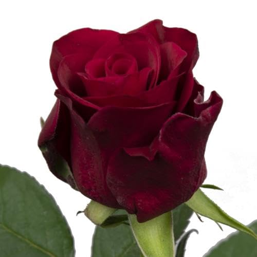 Rosa Red Tacazzi+ 60cm : bouquet de 20 roses rouges fraîches