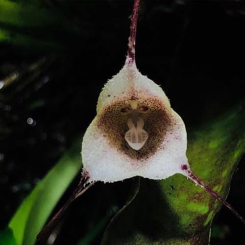 affen orchidee blumenwiese, steingartenpflanzen winterhart affengesicht...