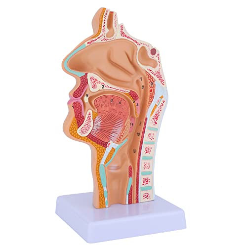 Image of Nose Cavity Larynx Anatomy Model - Human Anatomical Nasal Cavity Throat Anatomy Medical Model for Teaching and Studying