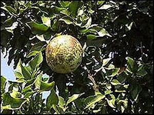 Amazon.com : Bael Fruit Tree 8 Seeds - Aegle - Wood Apple : Tree Plants :  Patio, Lawn & Garden