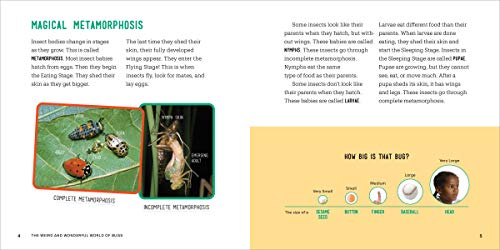 image for Rockridge Press The Weird and Wonderful World of Bugs: A Book About Be