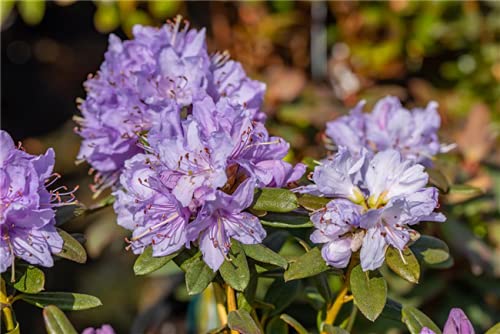 Zwerg Rhododendron Blaue Mauritius 15-20cm - Rhododendron impeditum - Zwerg  Alpenrose : Amazon.de: Garten