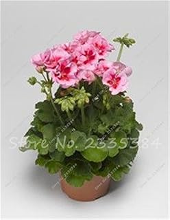 Generic Semi di geranio Bonsai Semi di Fiori Piante da interno Fiori Purificano la pianta dell'aria Giardino di Fiori perenni 100Pcs: Only Seeds